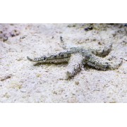 Звезда Песчаная (Archaster Typicus)
