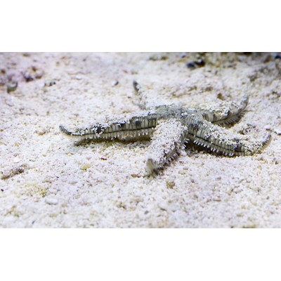 Звезда Песчаная (Archaster Typicus) Звезда Песчаная (Archaster Typicus)