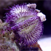 Ёж Литехинус (Lytechinus) Фиолетовый