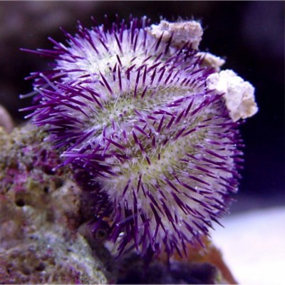 Ёж Литехинус (Lytechinus) Фиолетовый Ёж Литехинус (Lytechinus) Фиолетовый