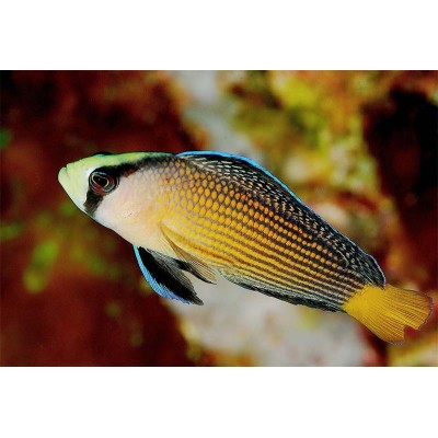 Pseudochromis splendens Pseudochromis splendens