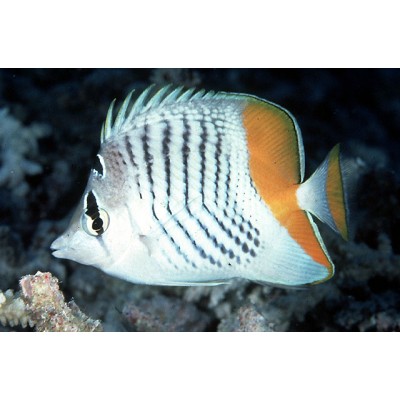 Chaetodon madagascariensis Chaetodon madagascariensis
