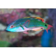 Губан-Фея Изысканный (Cirrhilabrus exquisitus)