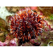 Tripneustes gratilla (Ёж короткоиглый цветной)