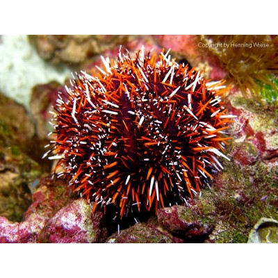 Tripneustes gratilla (Ёж короткоиглый цветной) Tripneustes gratilla (Ёж короткоиглый цветной)