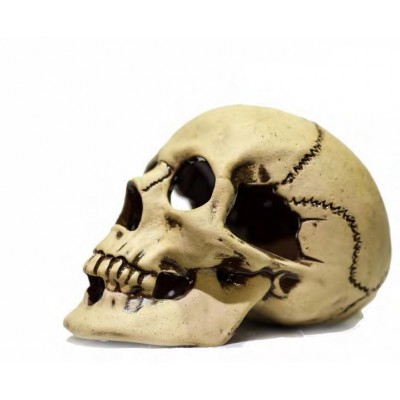 Терракот "Череп большой" 22*14*15 см Терракот "Череп большой" 22*14*15 см