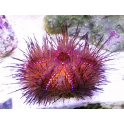 Astropyga Radiata (Пурпурный радиальный морской ёж)