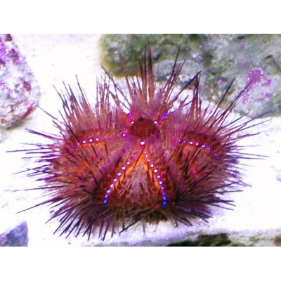 Astropyga Radiata (Пурпурный радиальный морской ёж) Astropyga Radiata (Пурпурный радиальный морской ёж)