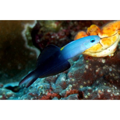 Ptereleotris evides (Бычок голубой черноплавничный) Ptereleotris evides (Бычок голубой черноплавничный)