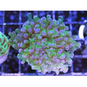 Эуфиллия "Лягушачья Икра" (Euphyllia Paradivisa) M