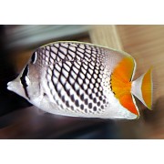 Chaetodon xanthurus Бабочка сетчатая оранжевохвостая (ксантурус) 