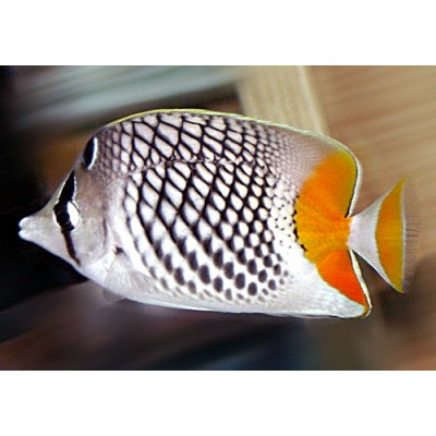 Chaetodon xanthurus Бабочка сетчатая оранжевохвостая (ксантурус) Chaetodon xanthurus Бабочка сетчатая оранжевохвостая (ксантурус)