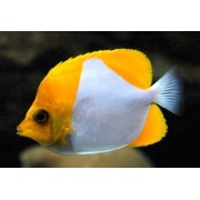 Бабочка Гемитаурихт (Hemitaurichthys Polylepis)