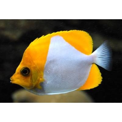 Бабочка Гемитаурихт (Hemitaurichthys Polylepis) Бабочка Гемитаурихт (Hemitaurichthys Polylepis)