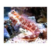 Istiblennius chrysospilos Собачка Истибленниус