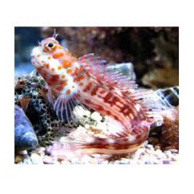 Istiblennius chrysospilos Собачка Истибленниус Istiblennius chrysospilos Собачка Истибленниус