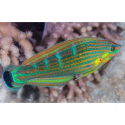 Halichoeres melanurus Губан тамарин пятнихвостый