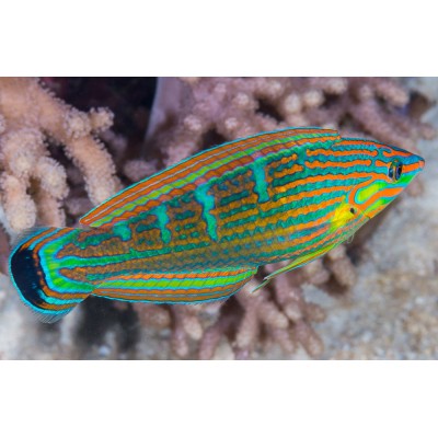 Halichoeres melanurus Губан тамарин пятнихвостый Halichoeres melanurus Губан тамарин пятнихвостый