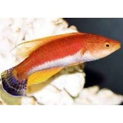 Губан-Фея "Огненная Вспышка" (Cirrhilabrus filamentosus)