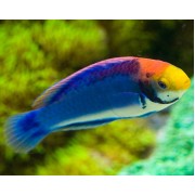 Губан-Попугай (Cirrhilabrus Solorensis)