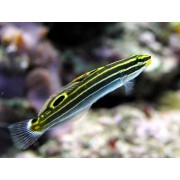 Amblygobius hectori Бычок-амблигобиус Гектора 
