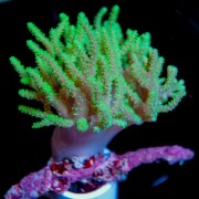 Sinularia deep water green Синулярия Зелёная