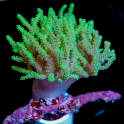 Sinularia deep water green Синулярия Зелёная Sinularia deep water green Синулярия Зелёная