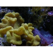 Sarcophyton hard thick body green