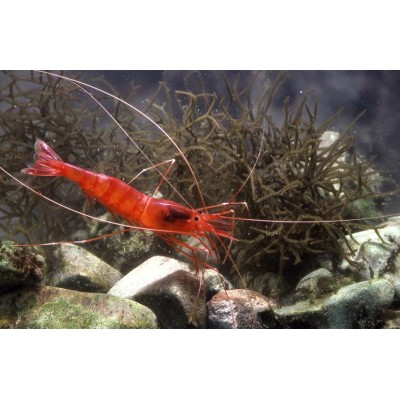 Parhippolyte Uveae) Parhippolyte Uveae)