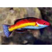 Губан-Фея Наокоа (Cirrhilabrus naokoae)