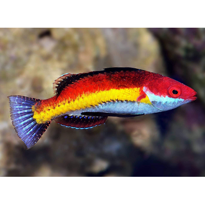 Губан-Фея Наокоа (Cirrhilabrus naokoae) Губан-Фея Наокоа (Cirrhilabrus naokoae)