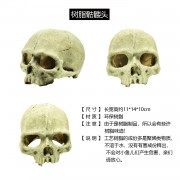 Череп гуманоида