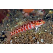 Песочник пятнистый (Parapercis Schauinslandi)