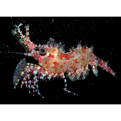 Saron marmoratus) Saron marmoratus)