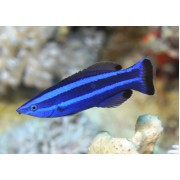 Губан-доктор красноморский  (larabicus quadrilineatus)