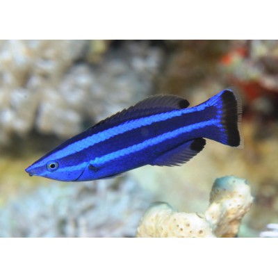 Губан-доктор красноморский (larabicus quadrilineatus) Губан-доктор красноморский (larabicus quadrilineatus)