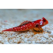 Мандаринка красная (Synchiropus maatus)