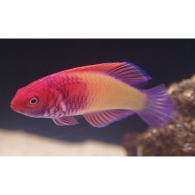 Губан рубрис, M /Cirrhilabrus rubrisquamis Губан рубрис, M /Cirrhilabrus rubrisquamis