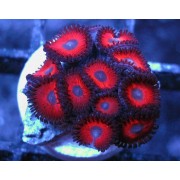 Зоантус красный (Zoanthus red) 