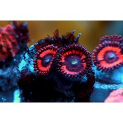 Зоантус оранжевый(Zoanthus orange) 