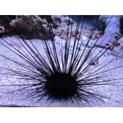 Ёж Диадема (Diadema setosum)