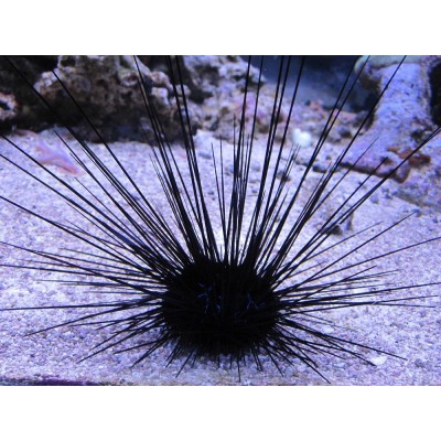 Ёж Диадема (Diadema setosum) Ёж Диадема (Diadema setosum)