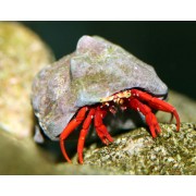 Рак-Отшельник Краснолапый (Calcinus sp.)