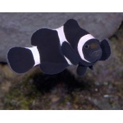 Клоун трехленчатый черный