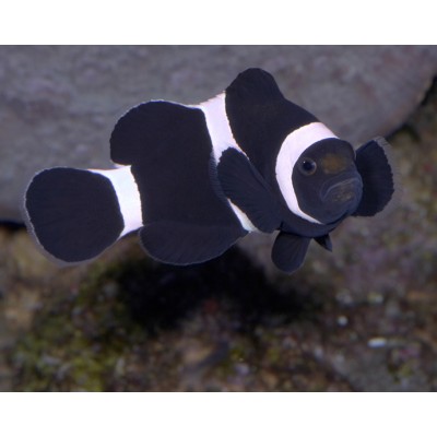 Клоун трехленчатый черный Клоун трехленчатый черный