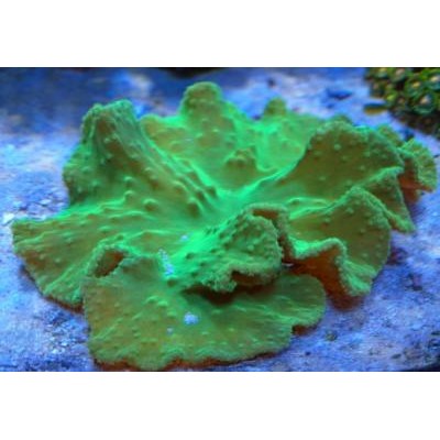 Синулярия ультра зеленая М (Sinularia Dura) Синулярия ультра зеленая М (Sinularia Dura)