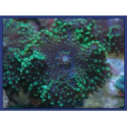 Ricordea Yuma Рикордея юма Зеленая М