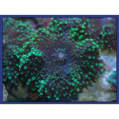 Ricordea Yuma Рикордея юма Зеленая М Ricordea Yuma Рикордея юма Зеленая М