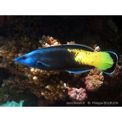 Губан-Доктор Желтохвостый (Labroides bicolor) Губан-Доктор Желтохвостый (Labroides bicolor)