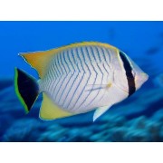 Chaetodon trifascialis Бабочка Шеврон